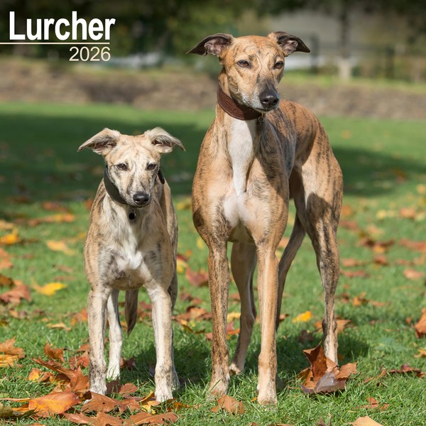 Lurcher 2026 Calendar | Square Wall Calendar | Dog Breed