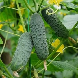 Cucumber Market F1 Seeds – Hybrid, Self-Pollinated | 38-45 Days to Harvest | High-Yield Variety for Fresh Eating & Slicing