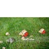 Luckybaby Shell Hermit Crab Shells Medium Small Mini Turbo Seashell