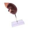Kidney Model Anatomy Normal Human Anatomical Teaching Doctors Office Educational