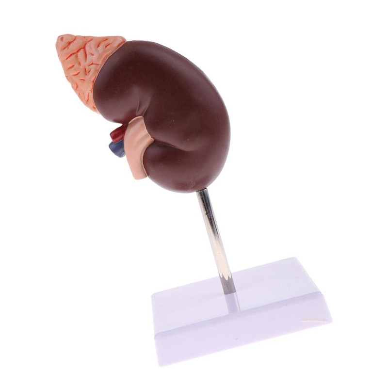 Kidney Model Anatomy Normal Human Anatomical Teaching Doctors Office Educational
