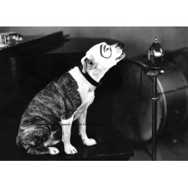 Our Gang Pete the Pup PHOTO Little Rascals Pit Bull Terrier Dog Star Petey