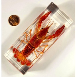 4.3" Real Red Crayfish in Crystal Clear Lucite Resin Specimen Preserved Animal Taxidermy Crafts Collection for Biology Science Education Desk Display Supplies Paperweight