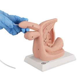 Male Urethral Catheterization Simulator Kit, Digital Anatomical Labeling Catheter Model, Suitable for Medical Students or Nurses Educational Demonstration and Training, Silicone Material