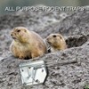Qualirey 8 Pack Mole Gopher Trap Ground Galvanized and Oil