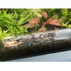 Cunguv Planaria Trap Leech Trap Flatworm Trap 3 Holes Leeches