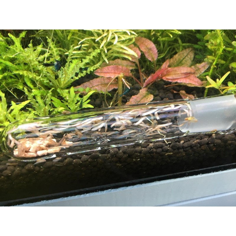 Cunguv Planaria Trap Leech Trap Flatworm Trap 3 Holes Leeches