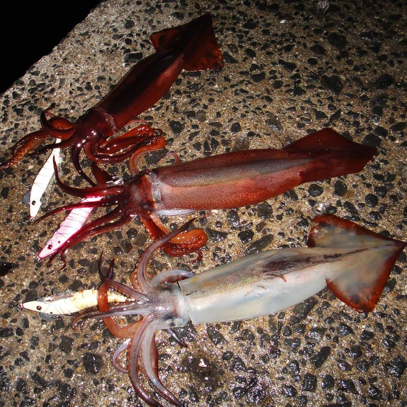KEYSTONE (ki-suton) Lure egi 早福 Notebook/Jado 8pcs pinkuguro-howaito 3.5 # #
