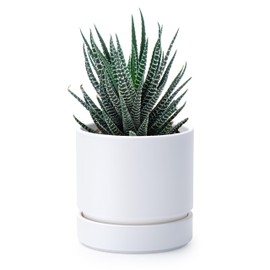 Phoenix Vine 4 Inch Planter Pot with Drainage Hole & Saucer, Deep Water Catch Tray, Straight Cylindrical Round Pot for Plants, Matte White, Pack of 1, 23-B-R-1