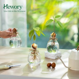 Hewory Glass Avocado Vase for Growing: 3 Pcs Acorn Vases Clear Bulb Avocado Tree Seed Starter Vase Planter Avocado Vase Grow Glass Propagation