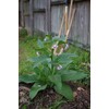 Russian Comfrey Plants - Five Crown Cuttings - Establish Much
