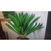 trust in G forms 12 pc Palm Tree Seeds