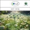 Caraway Essential Oil Natural Pure (10 ml)