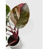 Bumble Plants Philodendron Red Medusa - Live Plant Easy Care,