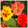 Everwilde Farms - 1 Lb Nasturtium Mix Wildflower Seeds -