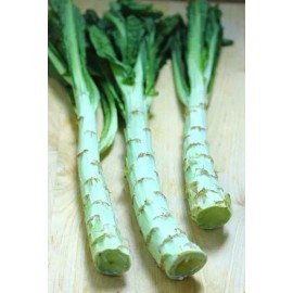 50+ seeds Chinese Lettuce Stem asparagus Celttuce Celery Luttuce Woju Wosum USA