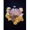 Roots ORGANIC - Golden Oyster Mushroom (Pleurotus citrinopileatu