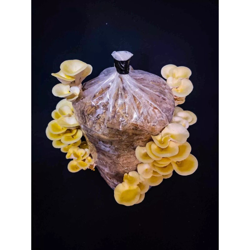 Roots ORGANIC - Golden Oyster Mushroom (Pleurotus citrinopileatu