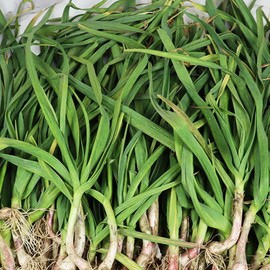 [Jangbori] Gangwon-do Yanggu Punch Bowl Green Garlic 1.5kg / [장보리] 강원도 양구 펀치볼 풋마늘 1.5kg