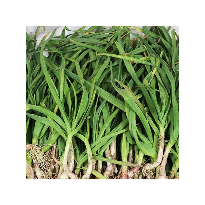 [Jangbori] Gangwon-do Yanggu Punch Bowl Green Garlic 1.5kg / [장보리]