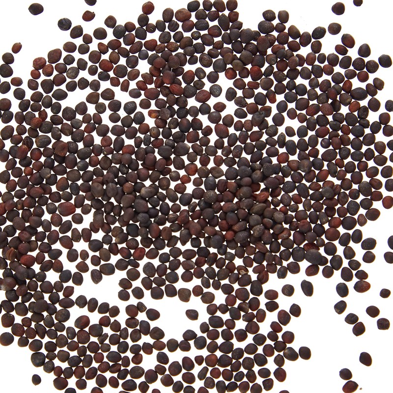 PREMIER SEEDS DIRECT Sprouting Pink Kale Seeds "Brassica oleracea Acephala