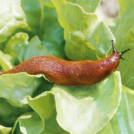 HG X Granules Against Slag - 400 g