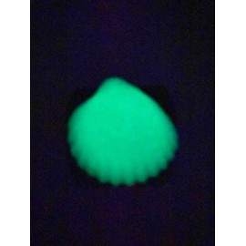 Sea Shell in 3D - Black with White Glow in The Dark Automotive License Frame Insert - Gone Hunting Love