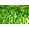St. Augustine 'Floratam' 3 Inch Sod Plugs - 18 Extra