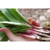 Wild Ramp Seeds Wild Leek Seeds Allium tricoccum (200)