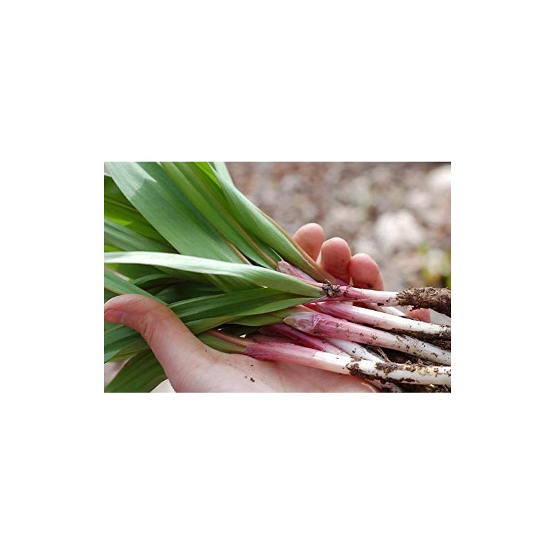 Wild Ramp Seeds Wild Leek Seeds Allium tricoccum (200)