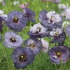 Poppy Shirley Amazing Grey - 15 Seeds - Papaver Rhoeas