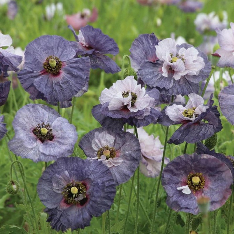 Poppy Shirley Amazing Grey - 15 Seeds - Papaver Rhoeas