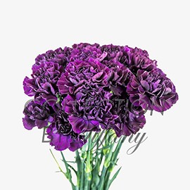 Fresh Flowers Carnation for Floral Arrangement, Birthday, Anniversary, Mother's Day & Valentine's Day I 20stems per bunch I Long Lasting (Purple)