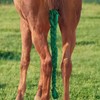 Harrison Howard 3 Tube Stretchy Fabrics Adjustable Closure Lightweight Horse