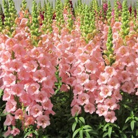 SATLOTY Garden Plants Flower Seeds 1000+ Sweet Pink Snapdragon Flower Seeds