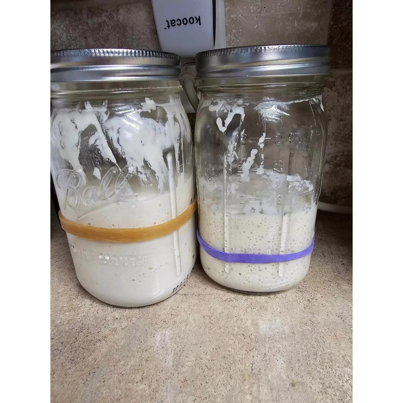 Cherished & Free SOURDOUGH STARTER, Freeze Dried, Powdered 50 grams