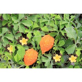 Momordica charantia VAR muricata Bitter Melon Seeds Very Rare! 5 Seeds