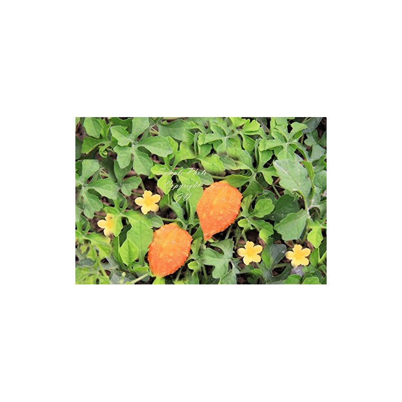 Momordica charantia VAR muricata Bitter Melon Seeds Very Rare! 5