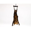 Hanging Diadem Leaf-Nosed Bat (1235-20)