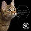 Lolo & Max Ear Mite Drops - Ear Mite Drops