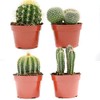Cactus Plants Live – Large Assorted 4-Inch Cactus Plants –
