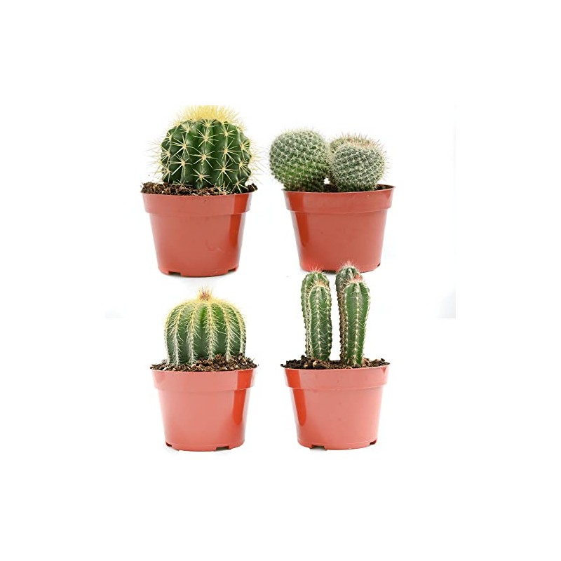 Cactus Plants Live – Large Assorted 4-Inch Cactus Plants –