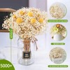 5000+ Dried Babys Breath Flowers Bulk - 17" Ivory White