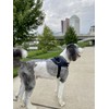 ShawnCo Essential Dog Harness, No-Pull Pet Vest with 3 Leash