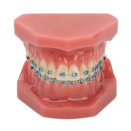 Dental Orthodontic Model 28pcs Teeth Resin Dental Teaching Teeth Model with Metal Braces
