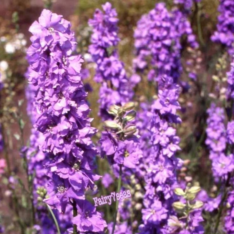 Fairy7Seas Larkspur Seeds - Delphinium Consolida - Lilac Spire -