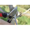 Senkichi SGP-49 Small Pruning Shears, 7.1 inches (180 mm)