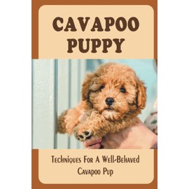 Cavapoo Puppy: Techniques For A Well-Behaved Cavapoo Pup