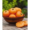 Viridis Hortus - 6 x Tomato Orange Wellington F1 Vegetable/Fruit