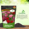 Outsidepride Sweet William Dianthus Seeds - 1/4 Lb. Perennial, Winter